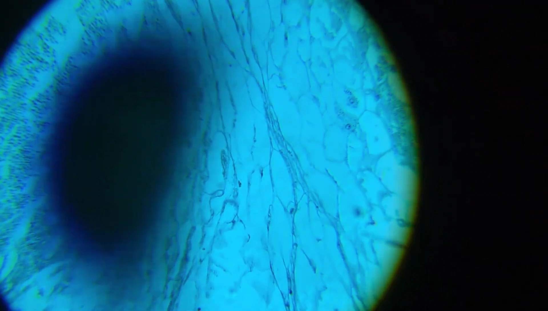 A pre-made slide showing a plant cell