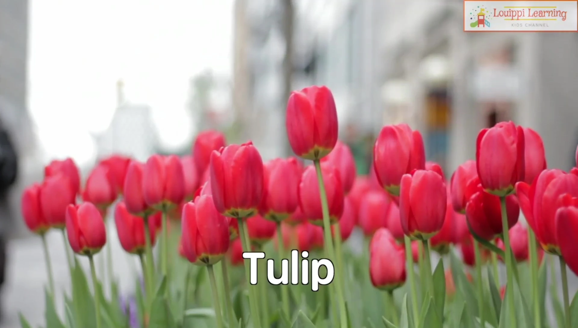 Flashcard showing tulip and other flower