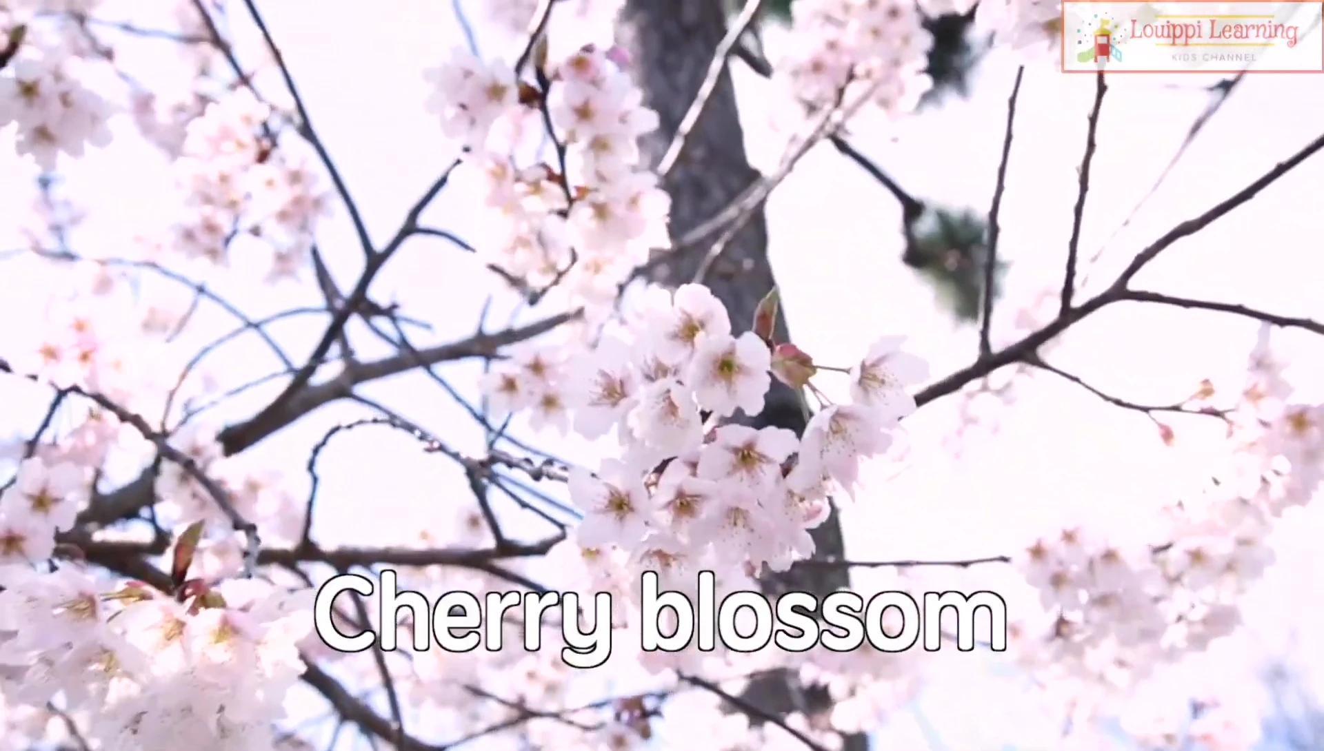 Flashcard showing cherry blossom and rose