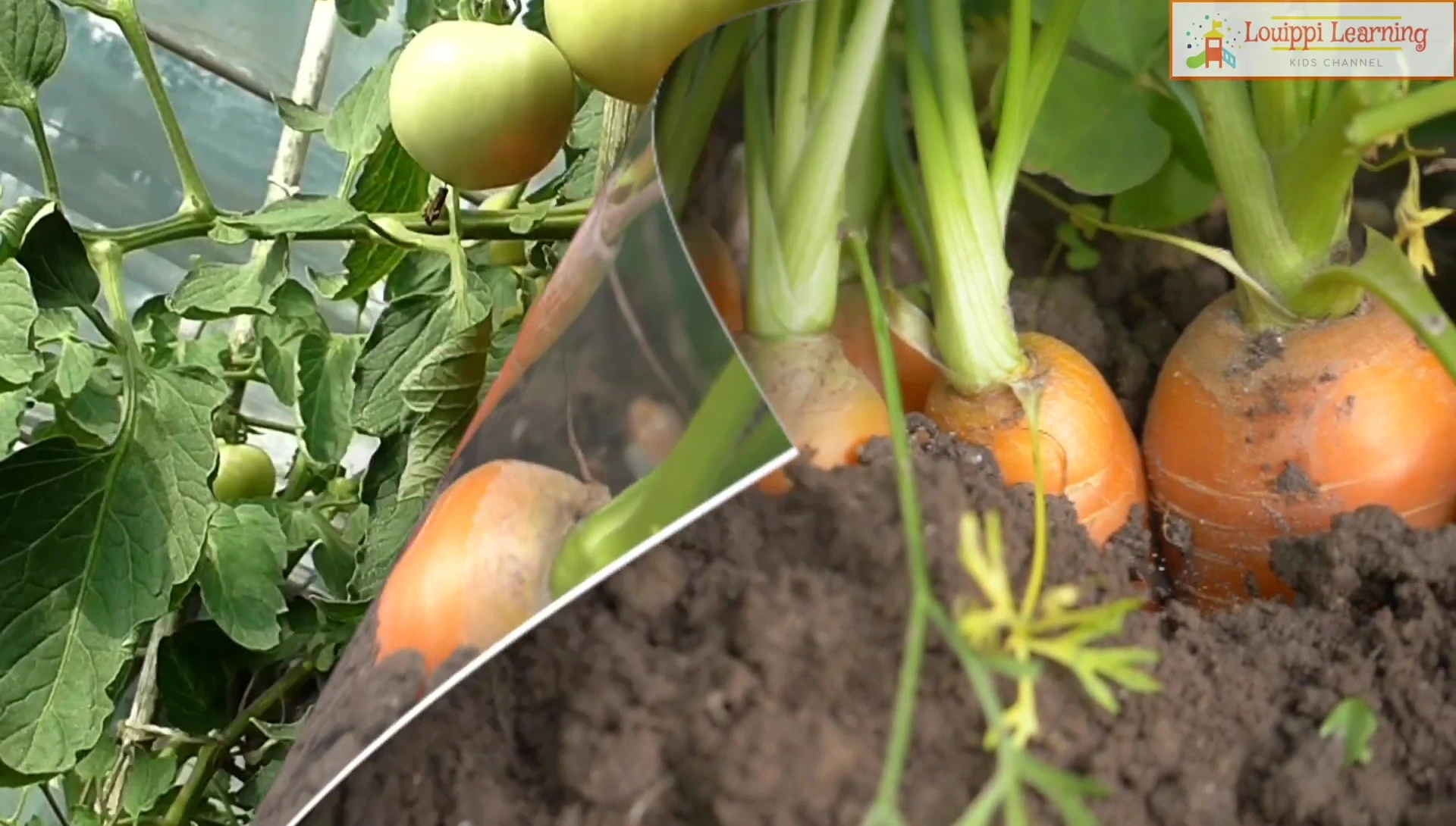 Flashcard showing carrot and tomato