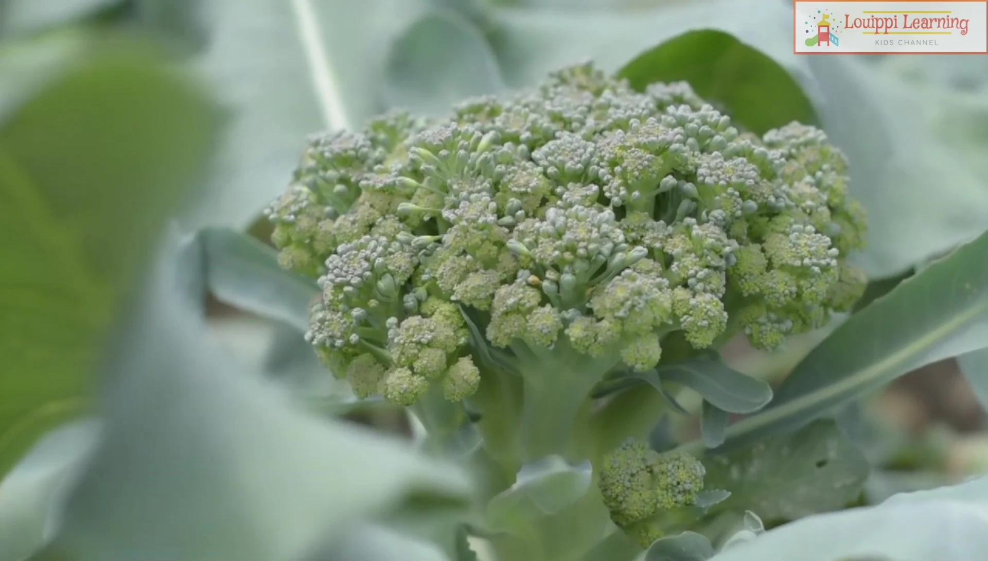 Flashcard showing broccoli and green vegetable