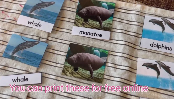 Progress to word-to-picture matching.