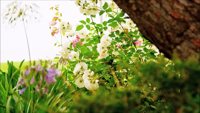 Rainbow colors and wavelengths: Order of colors (red, orange, yellow, green, blue, indigo, violet) based on wavelength (red: longest; violet: shortest).