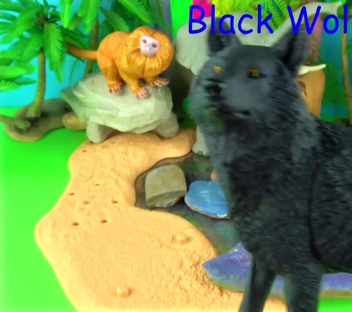 Facts about Black Wolves (melanistic coloration, skin infection resistance, habitat, pack behavior, hunting).