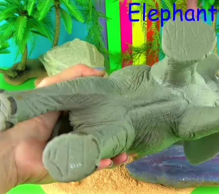 Discussion of African Elephant characteristics (size, lifespan, swimming ability, social structure, tusks, feet).