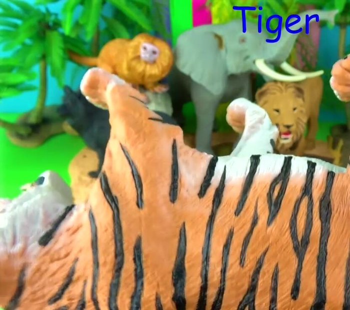 Description of Tigers (stripes, ear markings, night vision).