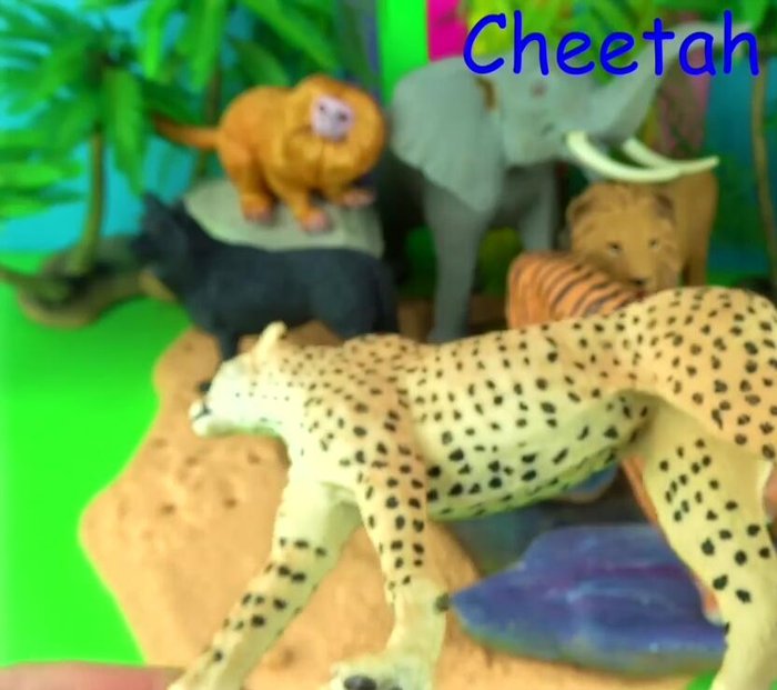 Identification of the Cheetah as the world's fastest land animal (speed, distinguishing features).