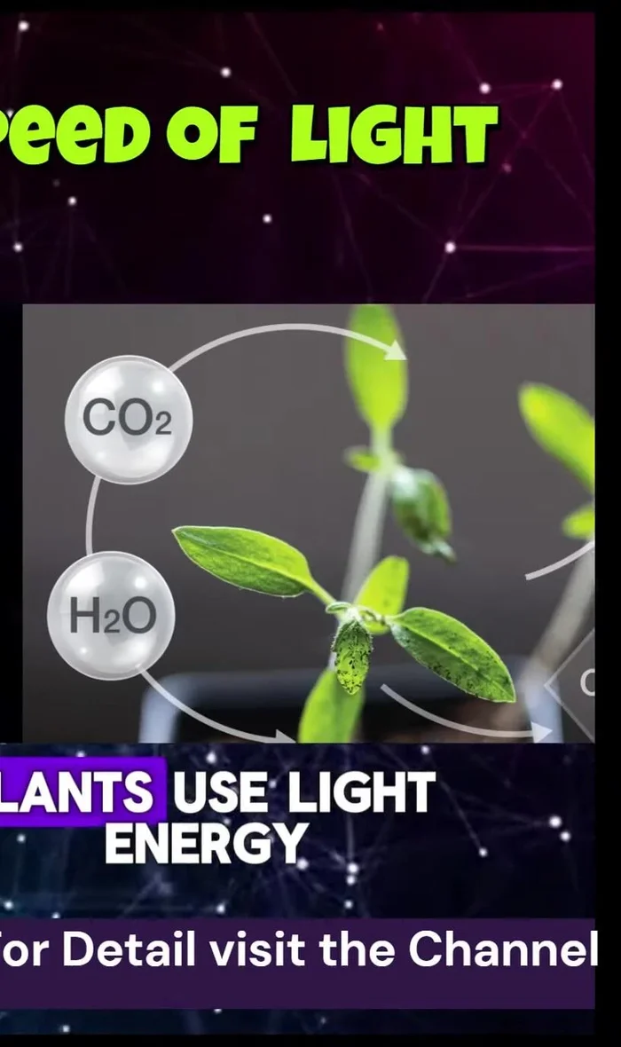Photosynthesis: Plants use light energy to produce food.